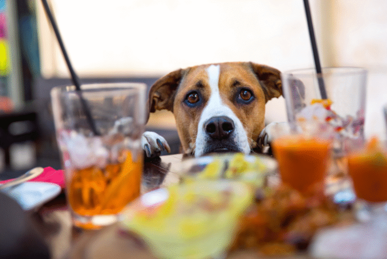 dog friendly pub