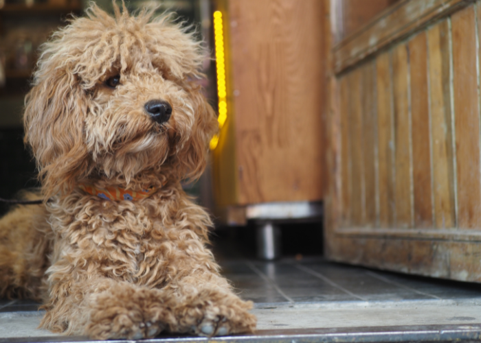 dog friendly pub