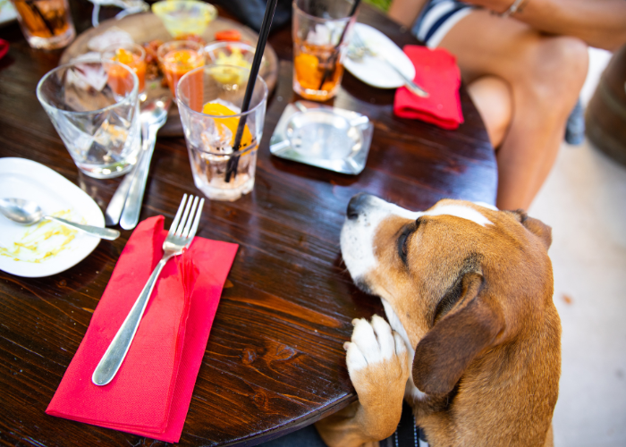 dog friendly pub